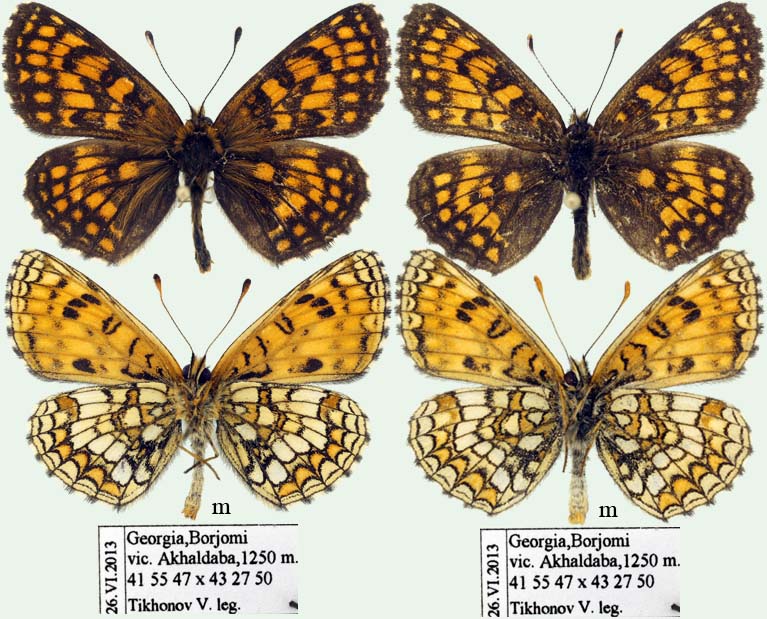 Melitaea athalia Foto